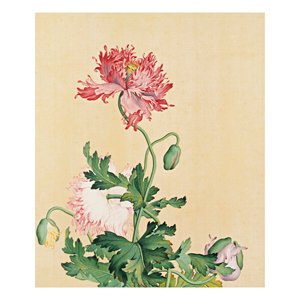複製 畫心-郎世寧 仙萼長春冊-罌粟